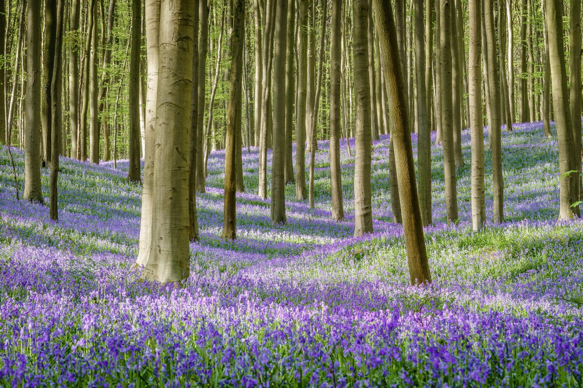 bosco blu belgio