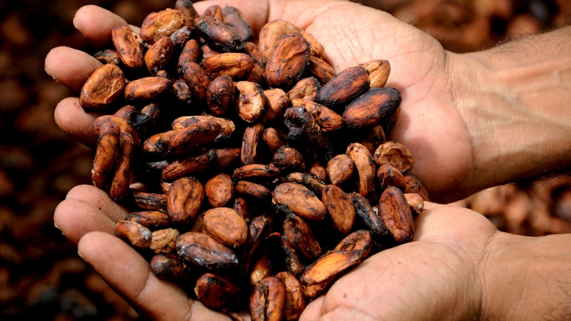 clima cacao 