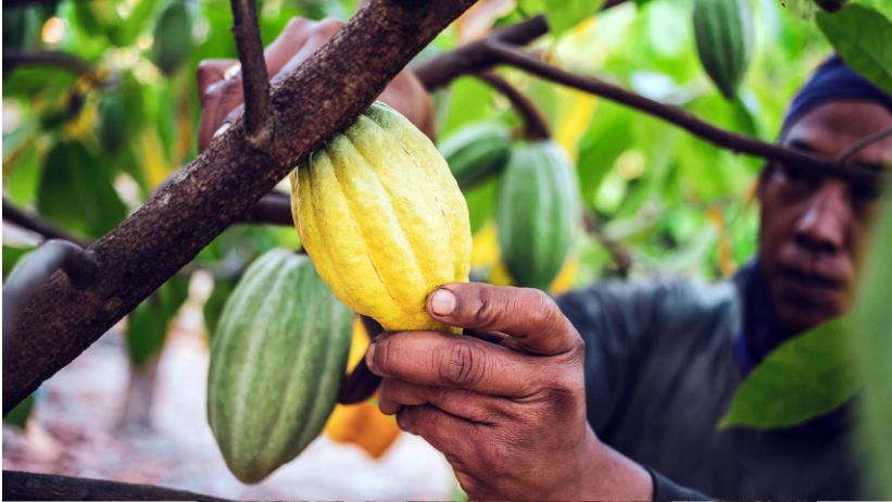 clima cacao 