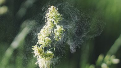 Allergia pollini cambiamenti climatici inquinamento