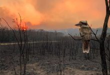 incendi australia