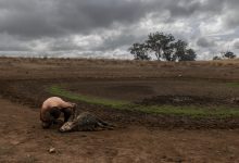 emergenza clima siccità, riscaldamento globale, cambiamenti climatici