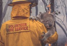 koala australia