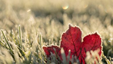 meteo freddo inverno gelo