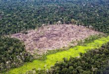 Amazzonia deforestazione