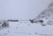 neve deserto arabia saudita