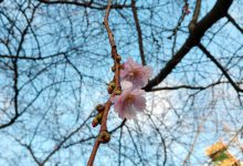 svezia finlandia neve ciliegi in fiore