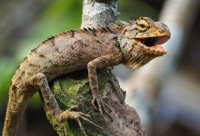 iguana florida freddo