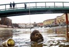 coronavirus città nutrie Milano