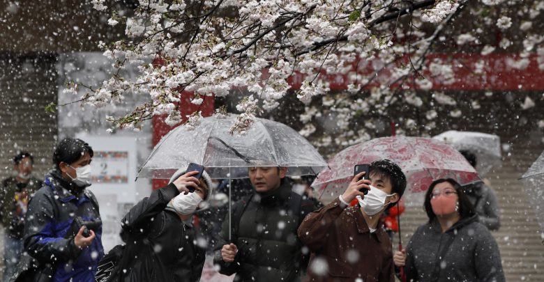 Tokyo ciliegi neve marzo 2020