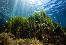 mare ischia posidonia