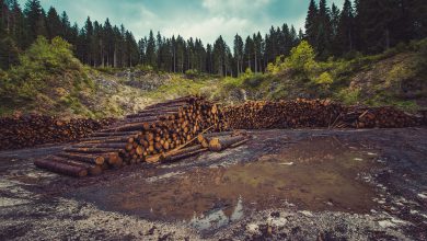 PPer evitare nuove pandemie dobbiamo proteggere l’ambiente