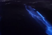 bioluminescenza delfini video