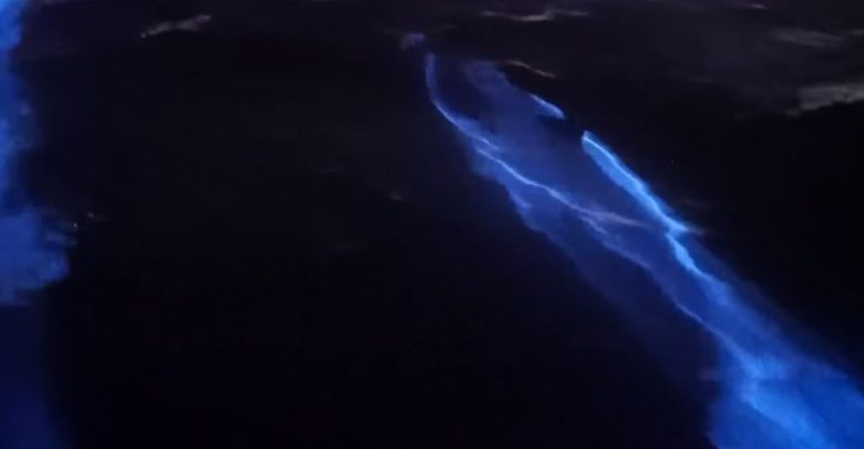 bioluminescenza delfini video