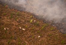 amazzonia incendi foresta deforestazione amazzonica