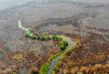 Brasile Pantanal