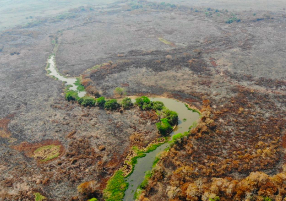 Brasile Pantanal