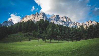 cambiamenti climatici foreste