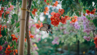 biodiversità