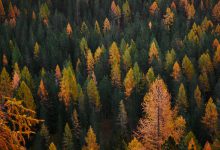 italia foreste deforestazione