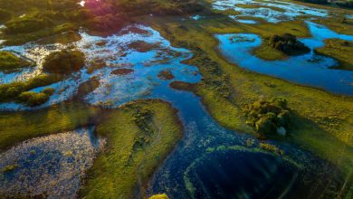 cop15 biodiversità