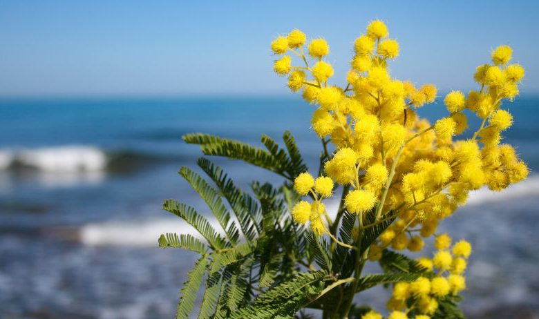 meteo festa della donna 8 marzo