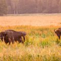 natura bisonti