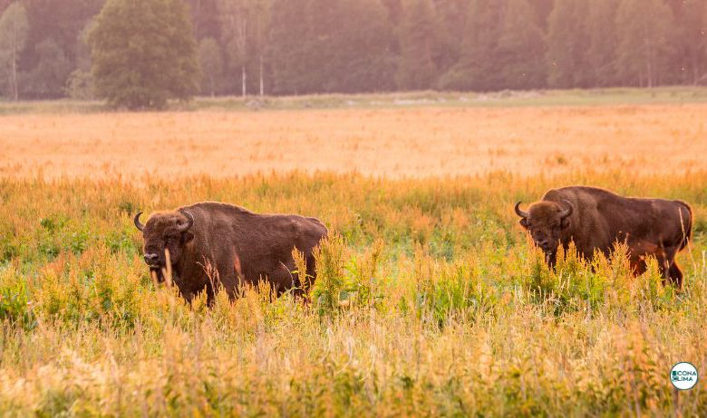 natura bisonti