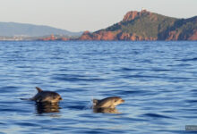 mare delfini mediterraneo