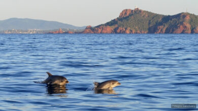 mare delfini mediterraneo