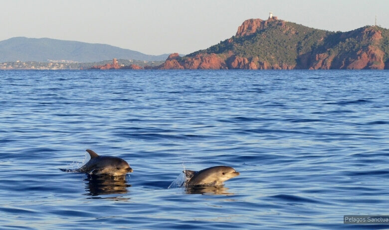 mare delfini mediterraneo