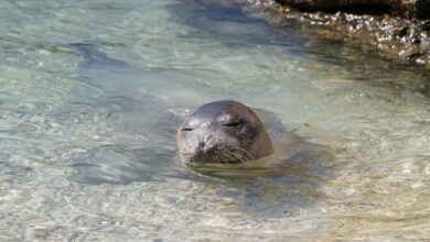 foca monaca