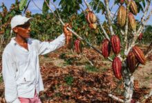 clima cacao