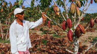 clima cacao