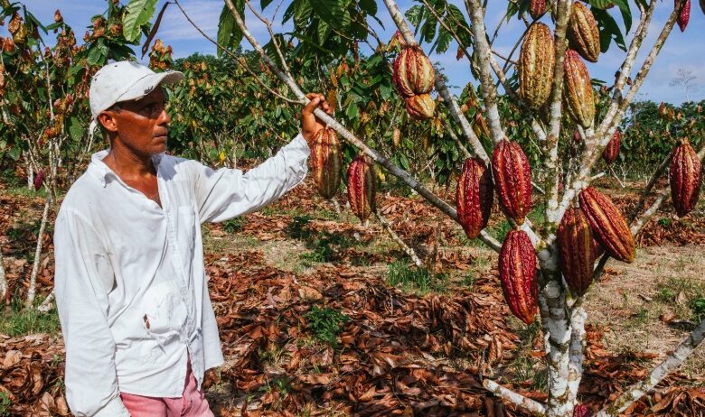 clima cacao